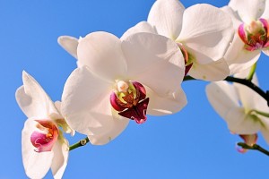 世界保龄球职业联赛商业赞助合作框架签约仪式落幕，世界保龄球比赛冠军